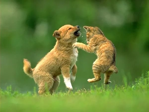 文河:猫狗趣(散文)