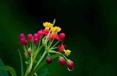 唐铁：花事物语（组诗） 