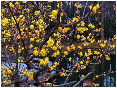 朱晓梅：腊月蜡梅开